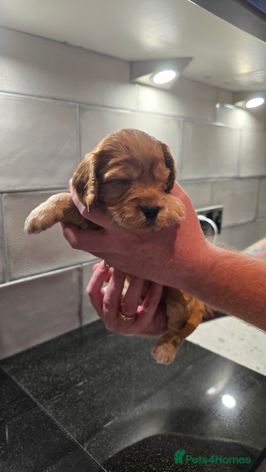 Cockapoo dogs for sale: Cockapoo Puppies - Image 15