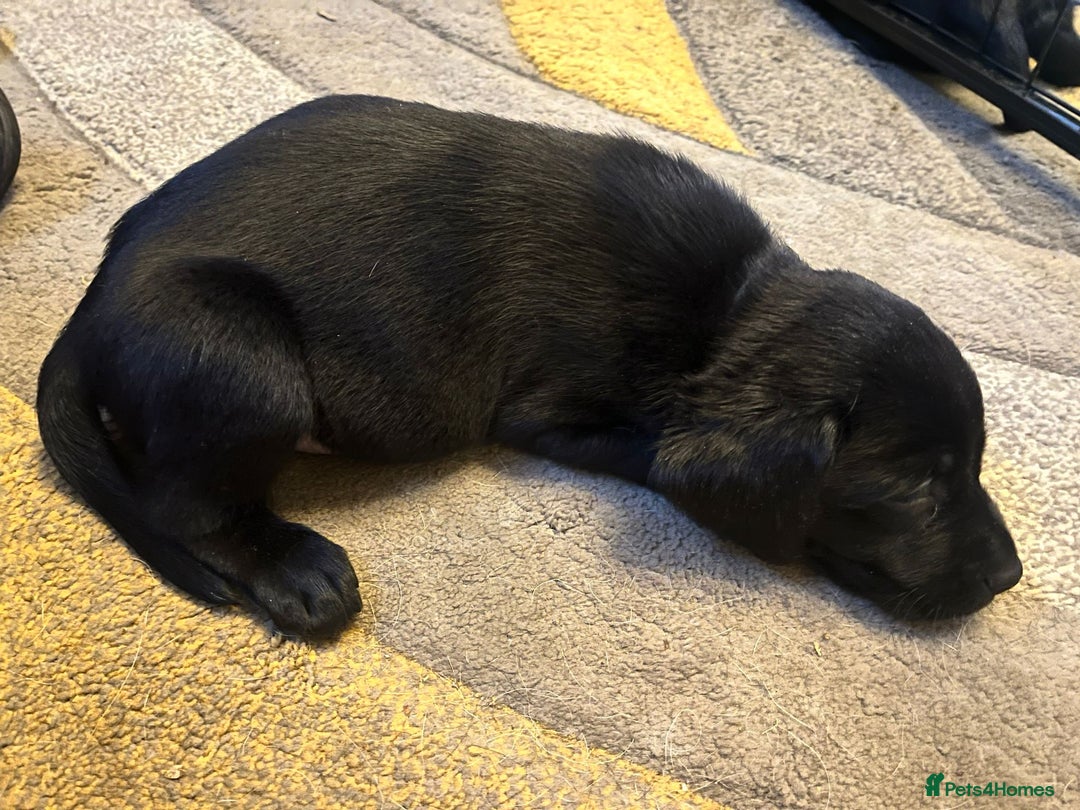 Labrador Retriever dogs for sale: labrador pups for sale home reared - Advert 13