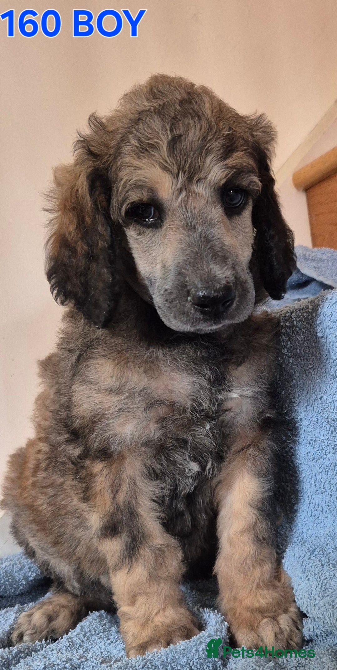 Standard Poodle dogs for sale: KC reg Brown Parti & phantom Standard Poodle pups - Image 17