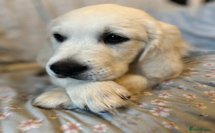 Golden Retriever dogs in Doncaster - Advert 2