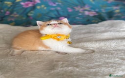 British Shorthair cats for sale: Quality British Shorthair kittens  - Image 23