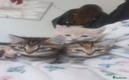 Bengal cats for sale: Davina - Image 7