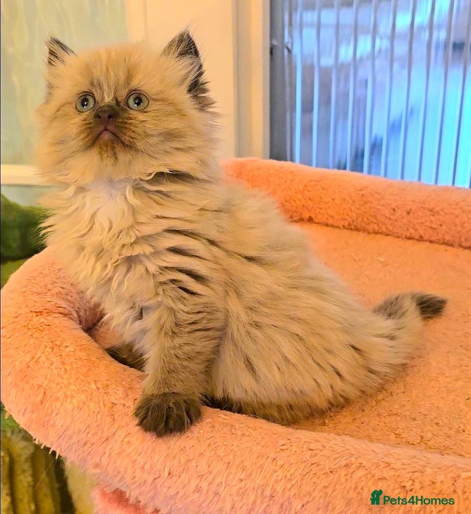 Persian cats Quality Minuet Persians - Advert 2