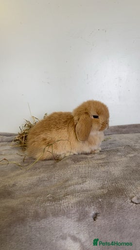 Gallery Image {{count}}