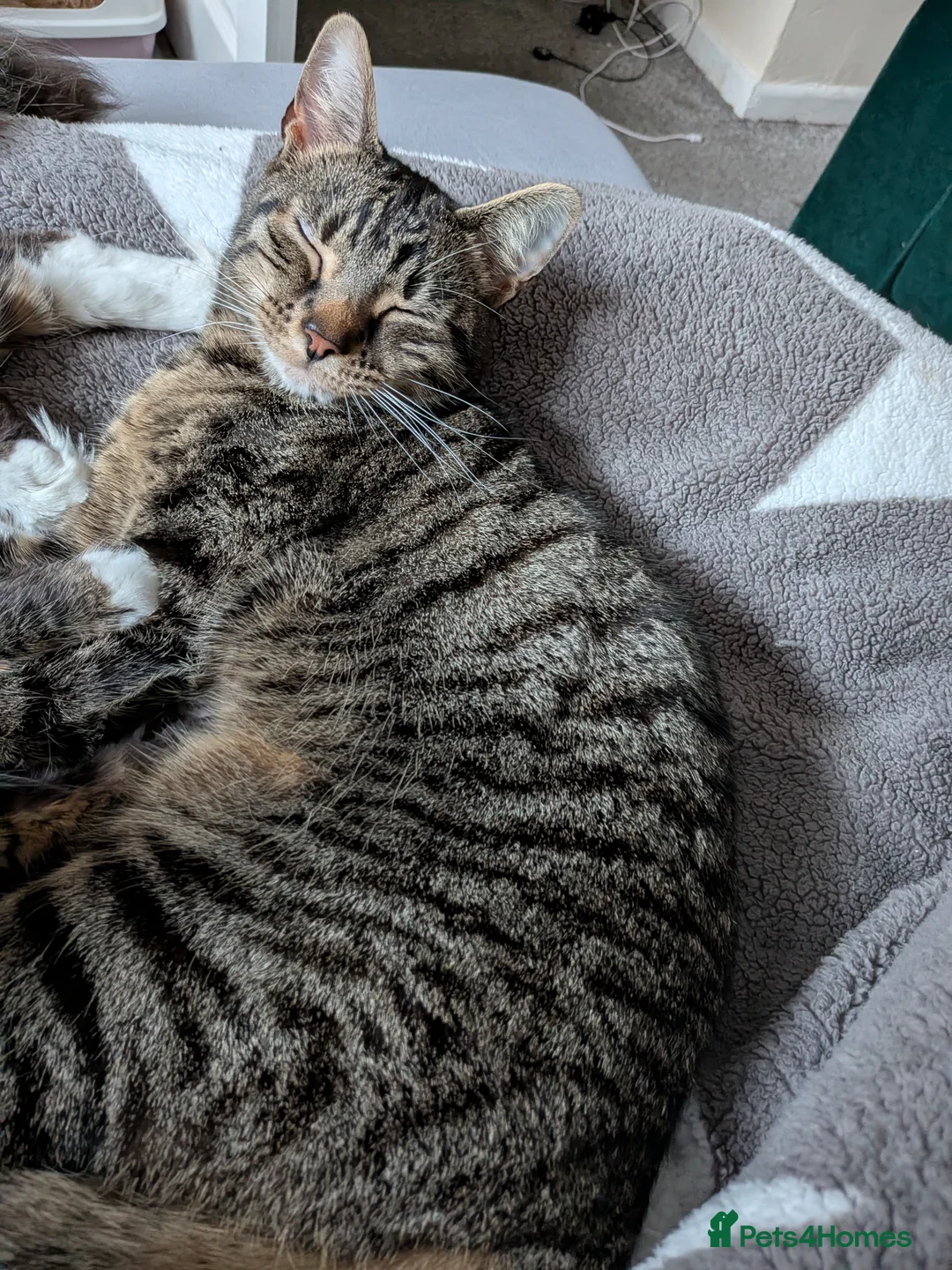 Domestic Shorthair cats for sale: Milo  - Advert 2