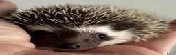 Pygmy Hedgehog rodents for sale: African Pygmy Hedgehog Ethically Bred  - Advert 14