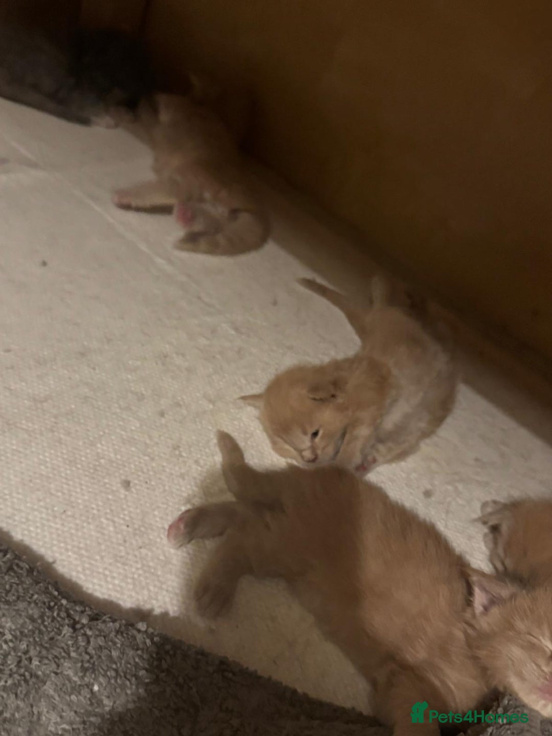 Maine Coon cats for sale: ✨Stunning Maine Coon Kittens✨ - Image 18