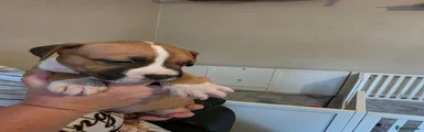 American Bulldog 3