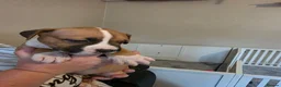 American Bulldog dogs for sale: American bull.dog puppies  in Wigan - Advert 3