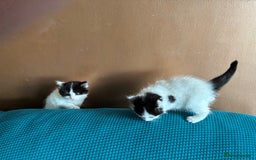 Ragdoll cats for sale: Ragdoll cross Two Female adorable kittens  - Image 2