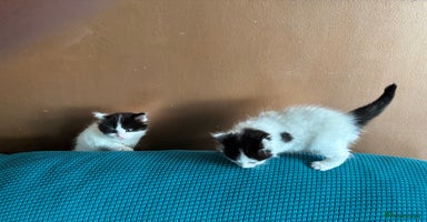 Ragdoll cats - Advert 12