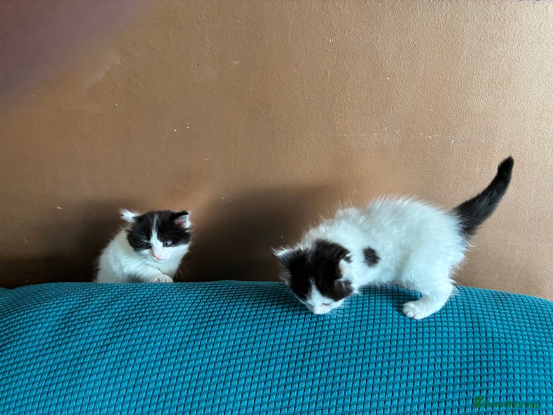 Ragdoll cats for sale: Ragdoll cross Two Female adorable kittens  - Image 2