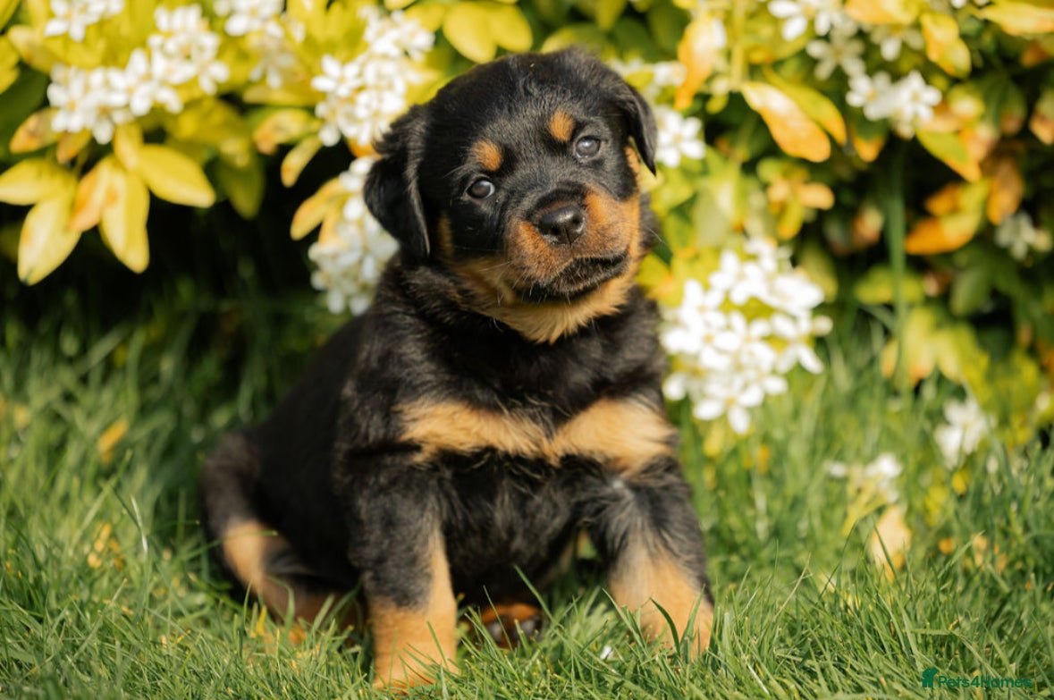 Rottweiler dogs Stunning Chunky Rotweillers from fantastic parents - Advert 19