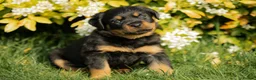 Rottweiler dogs for sale: Stunning Chunky Rotweillers from fantastic parents - Advert 1