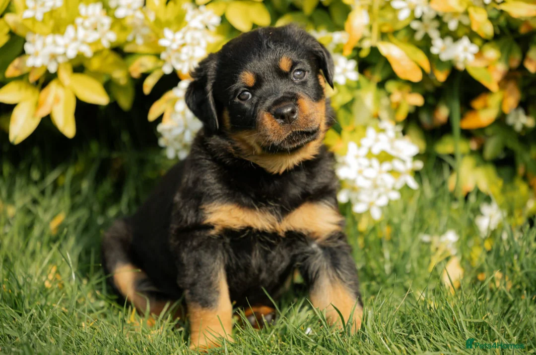 Rottweiler dogs for sale: Stunning Chunky Rotweillers from fantastic parents - Advert 1