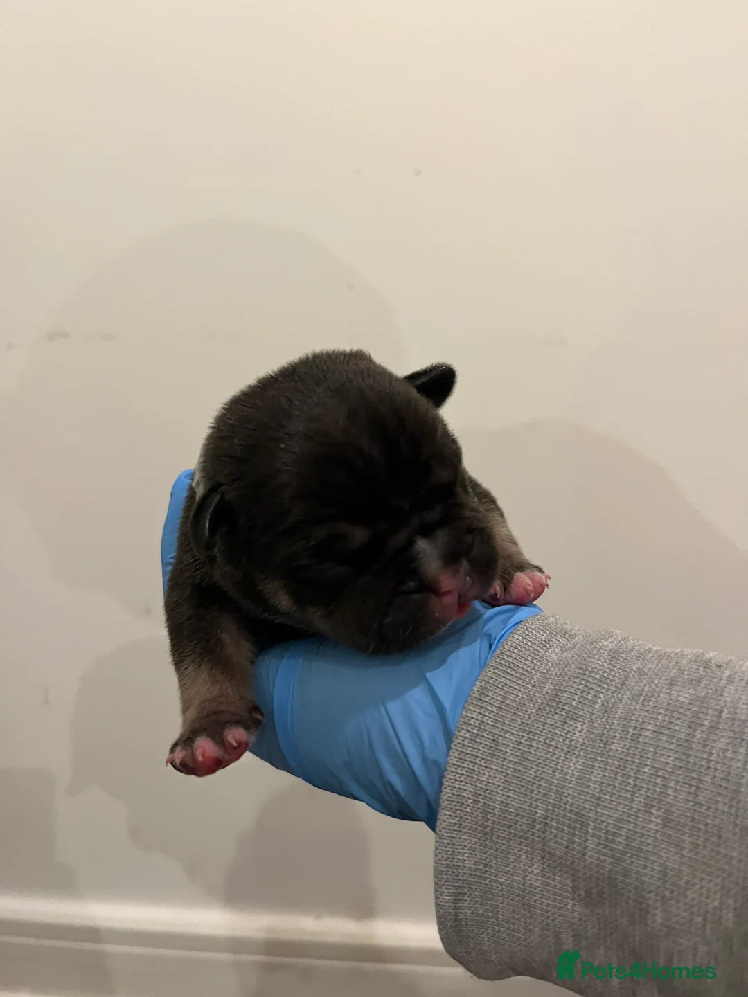 American Bully dogs for sale: American pocket bully puppies  - Advert 5