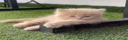 Mixed Breed cats for sale: Little Browny - Advert 2