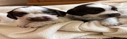 Sprocker dogs for sale: Sprocker puppies  in Ossett - Advert 2