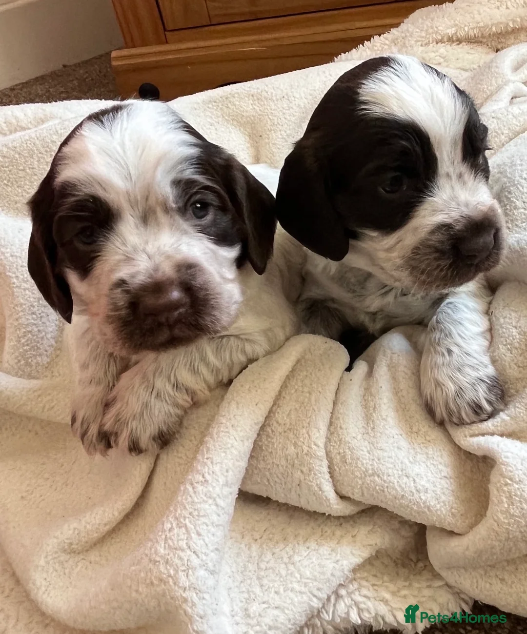 Sprocker dogs for sale: Sprocker puppies  in Ossett - Advert 2