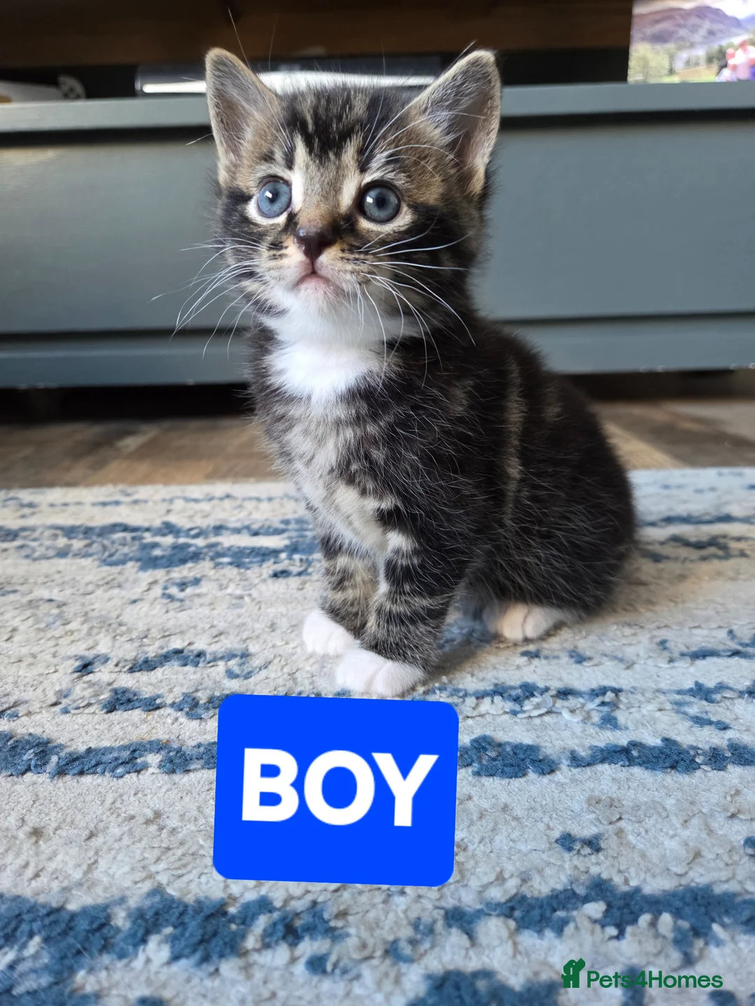 Mixed Breed cats for sale: 3 kittens for sale - Advert 6