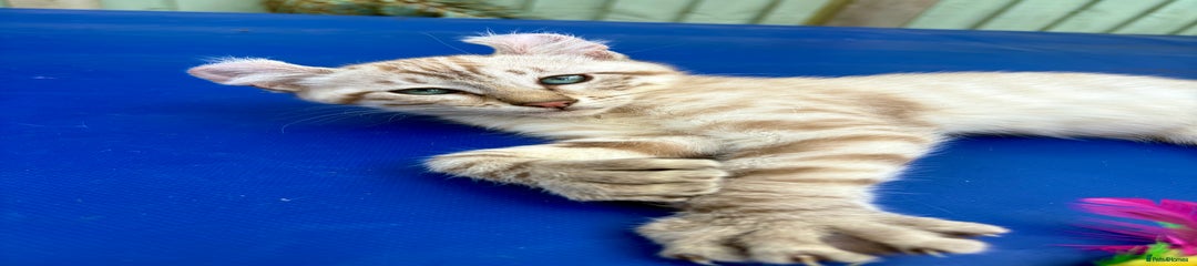 Keetso Kitten 2