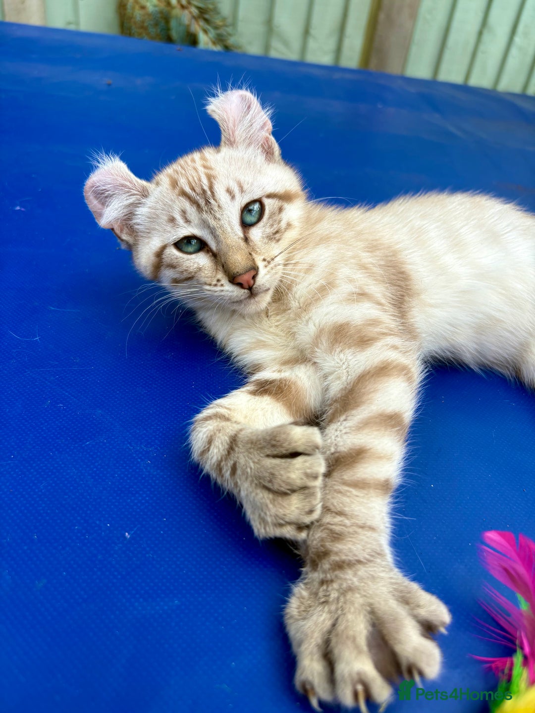 Keetso cats for sale: Super snow leopard girl  - Image 11