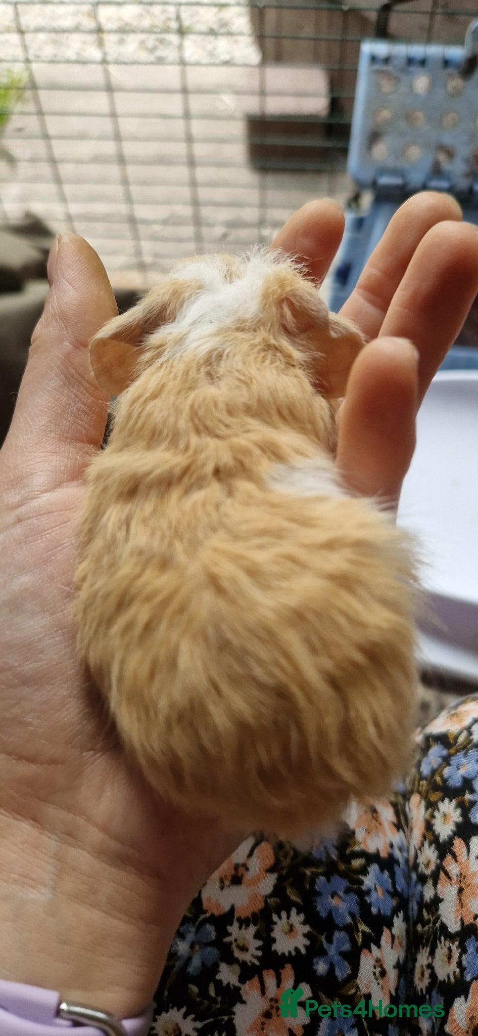 Guinea Pig rodents for sale: Two bond boys ready to go 30thjune 26 - Advert 4
