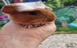Guinea Pig rodents for sale: 2 beautiful babies arrive reserve Now  in Darwen - Image 20