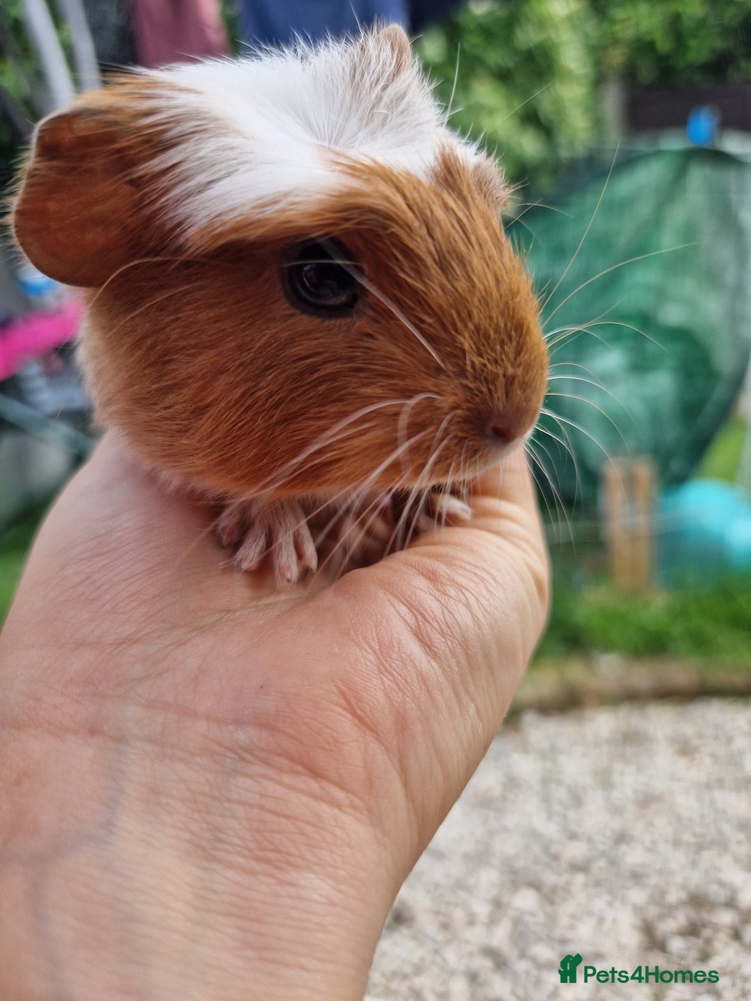 Guinea Pig rodents for sale: 2 beautiful babies arrive reserve Now  in Darwen - Image 20