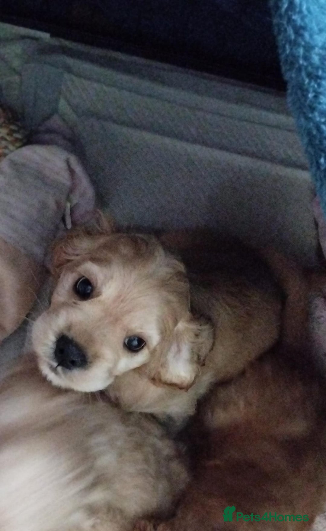 Mixed Breed dogs for sale: CavalierxCocker Spaniel Puppies -Both Parents Here - Image 6