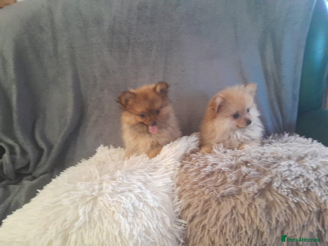 Pomeranian dogs for sale: Pomeranian puppies - Image 5