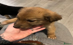 Mixed Breed dogs for sale: Welsh collies X Border collie - Image 14