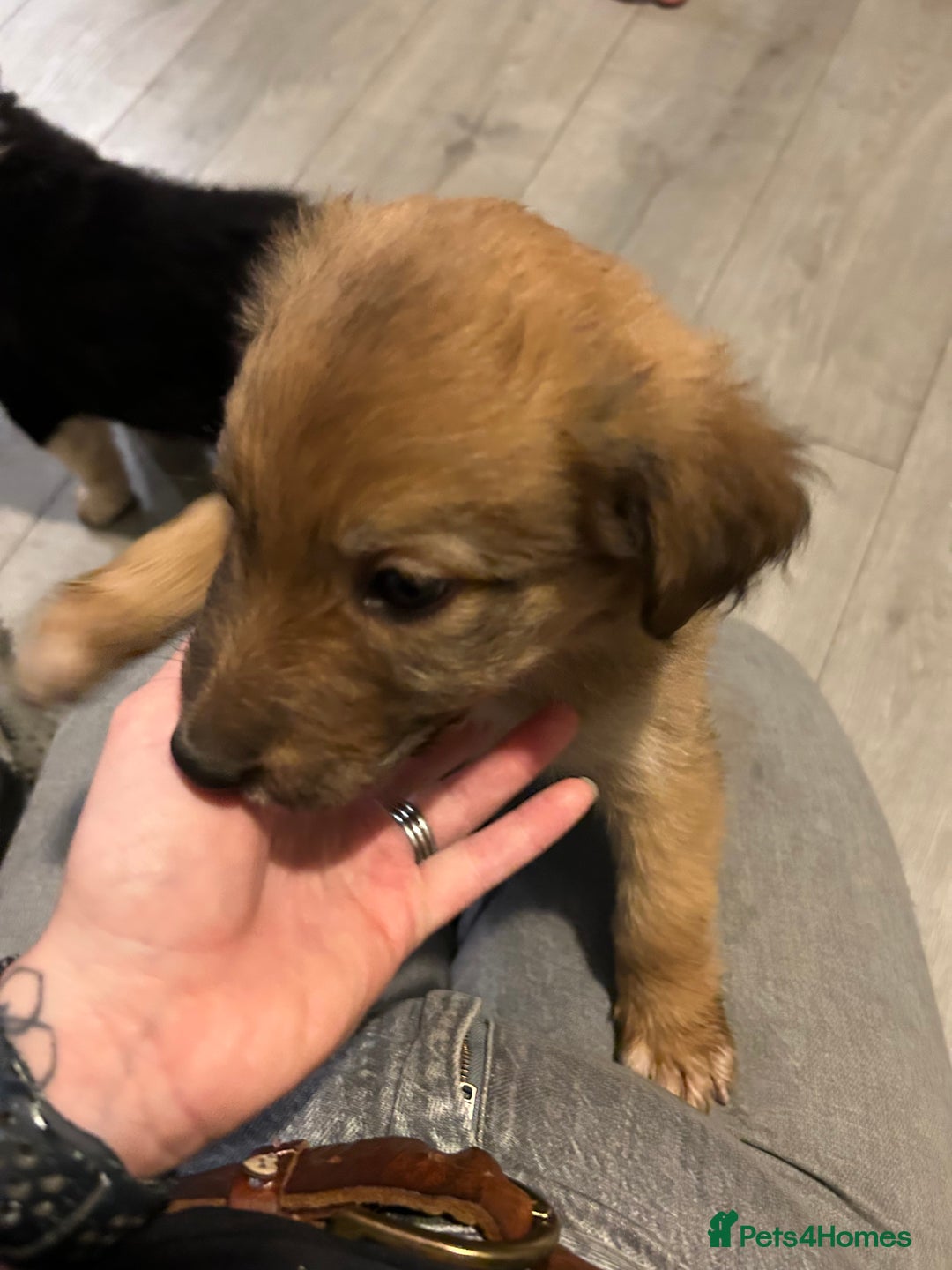 Mixed Breed dogs for sale: Welsh collies X Border collie - Image 14