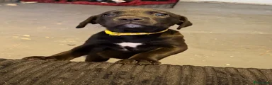 Mixed Breed 8