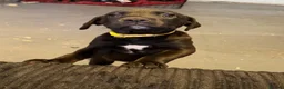 Mixed Breed dogs for sale: 8 Beautiful Pups looking for their forever homes  in Lostwithiel - Advert 5