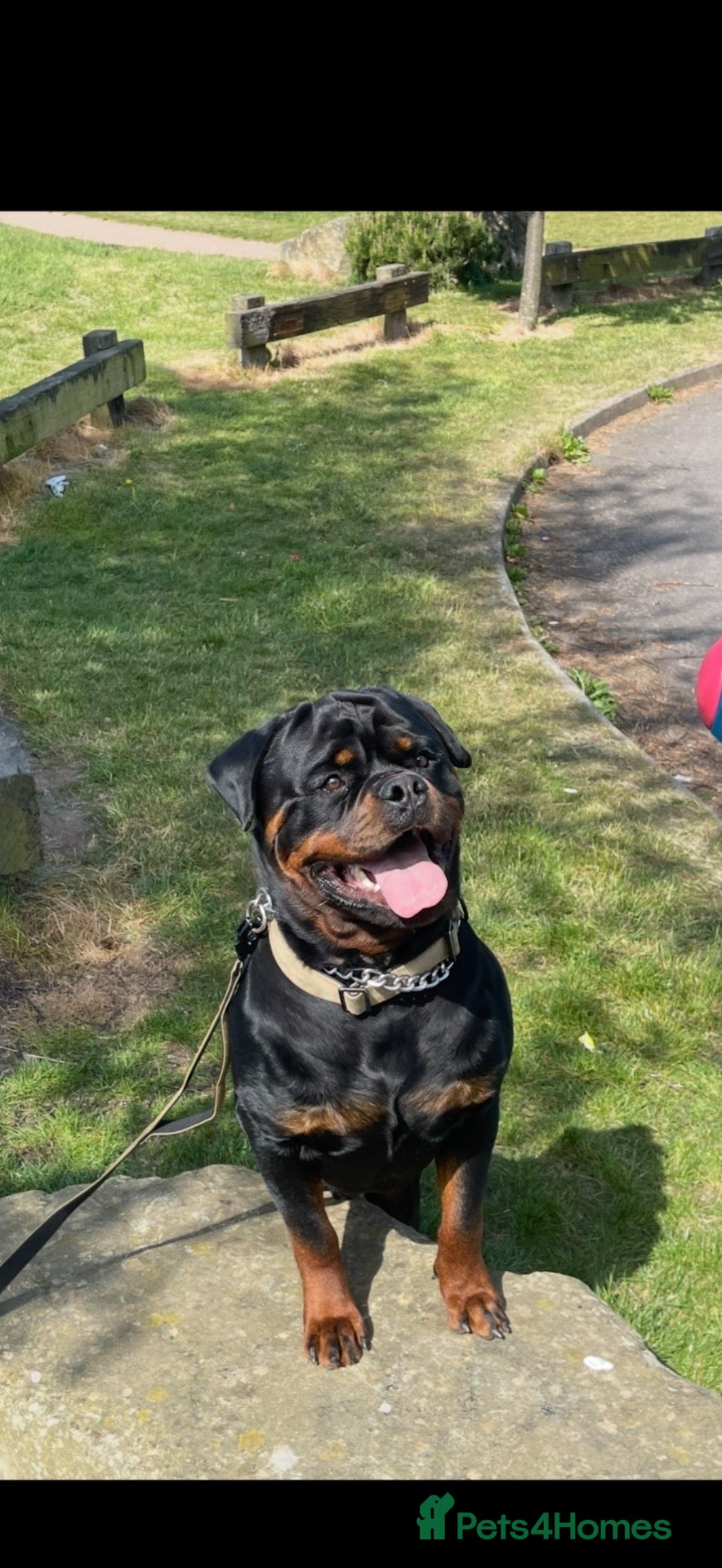 Rottweiler dogs 11 Gorgeous Purebred Rotties for Sale! - Advert 2