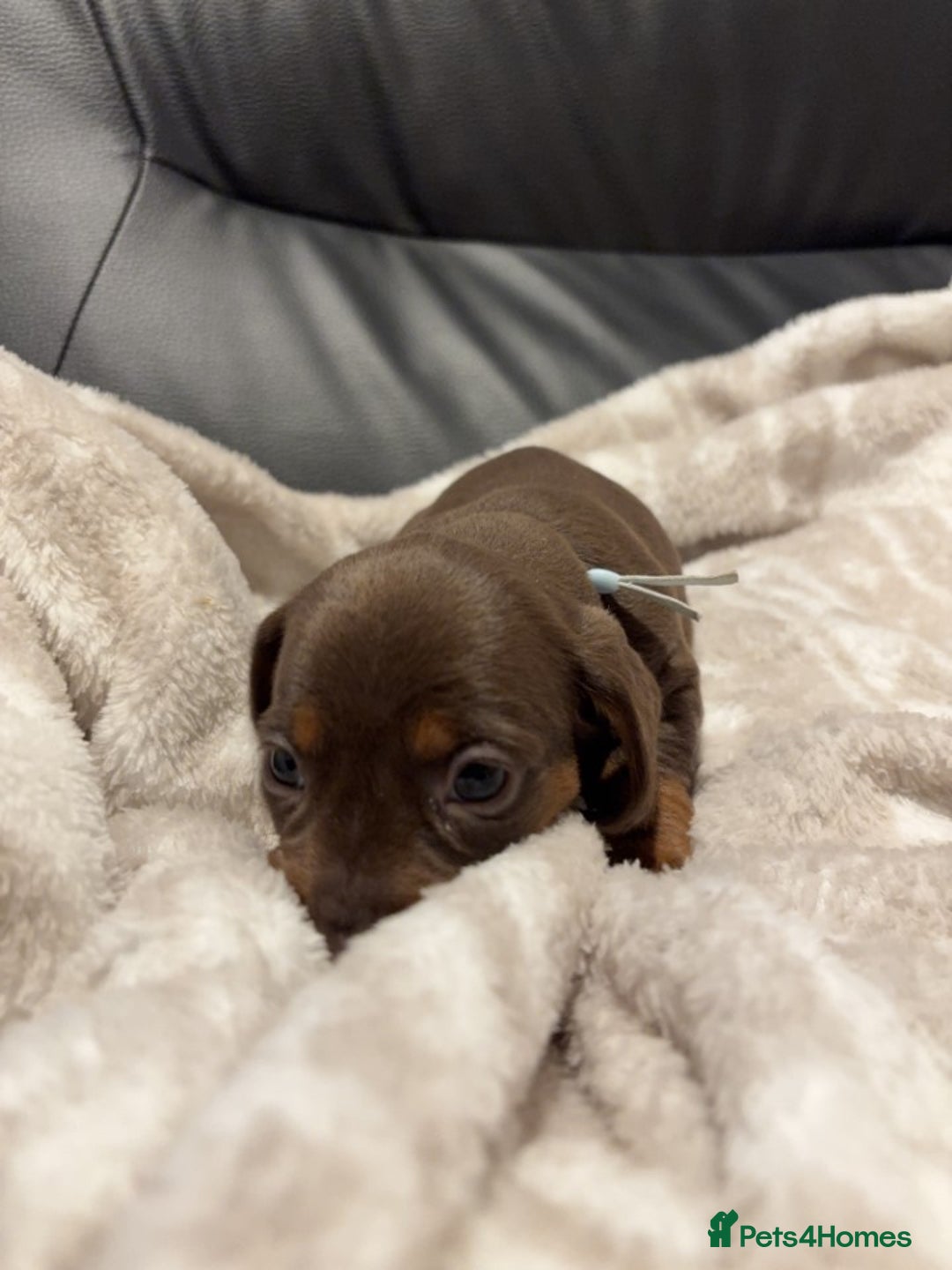 Miniature Dachshund dogs for sale: Miniature Dachshund Puppies Chocolate and Tan KC - Advert 21