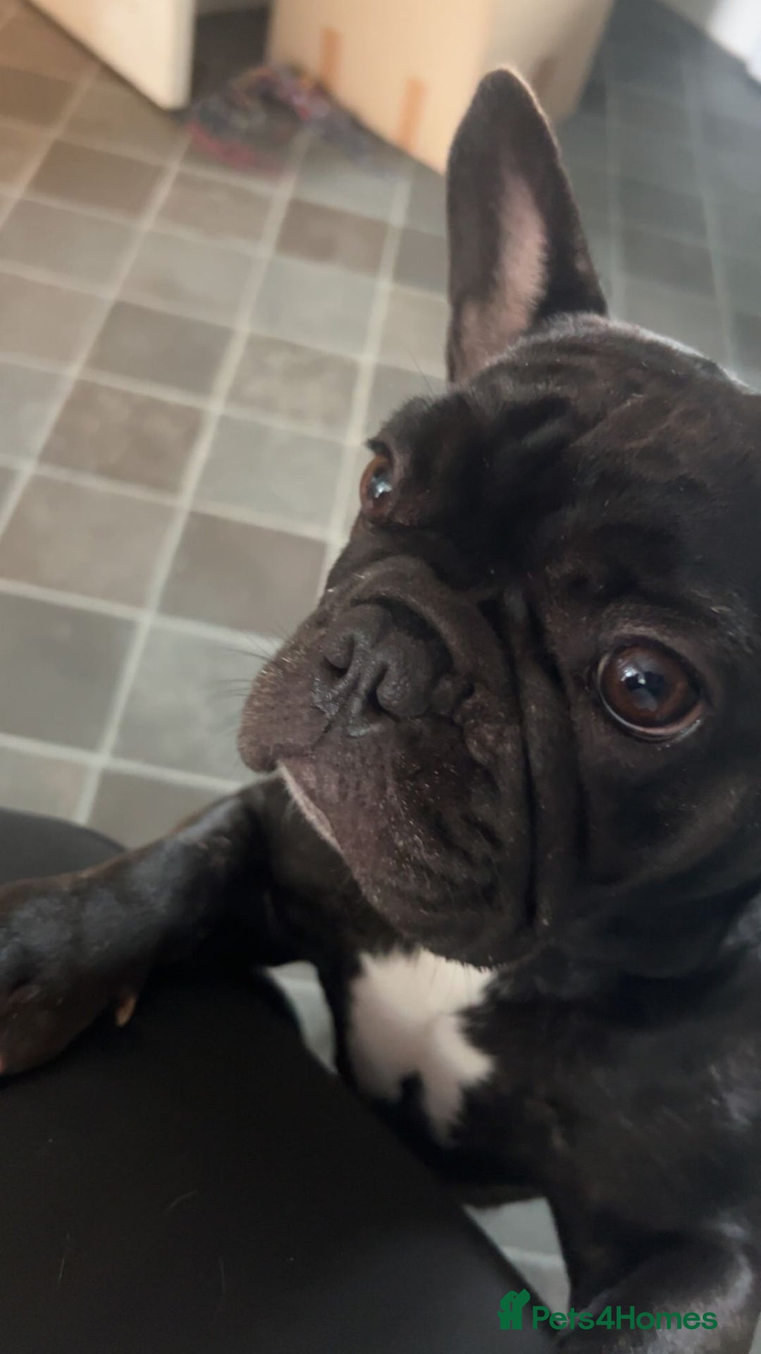 French Bulldog dogs for sale: French Bulldog for Rehoming - Image 4