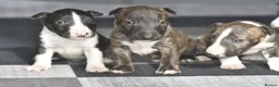 Miniature Bull terrier dogs for sale: Top quality miniature bull terrier puppies  - Advert 8