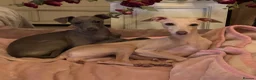 Italian Greyhound dogs for sale: KC Italian greyhound puppies European lineage - Advert 15