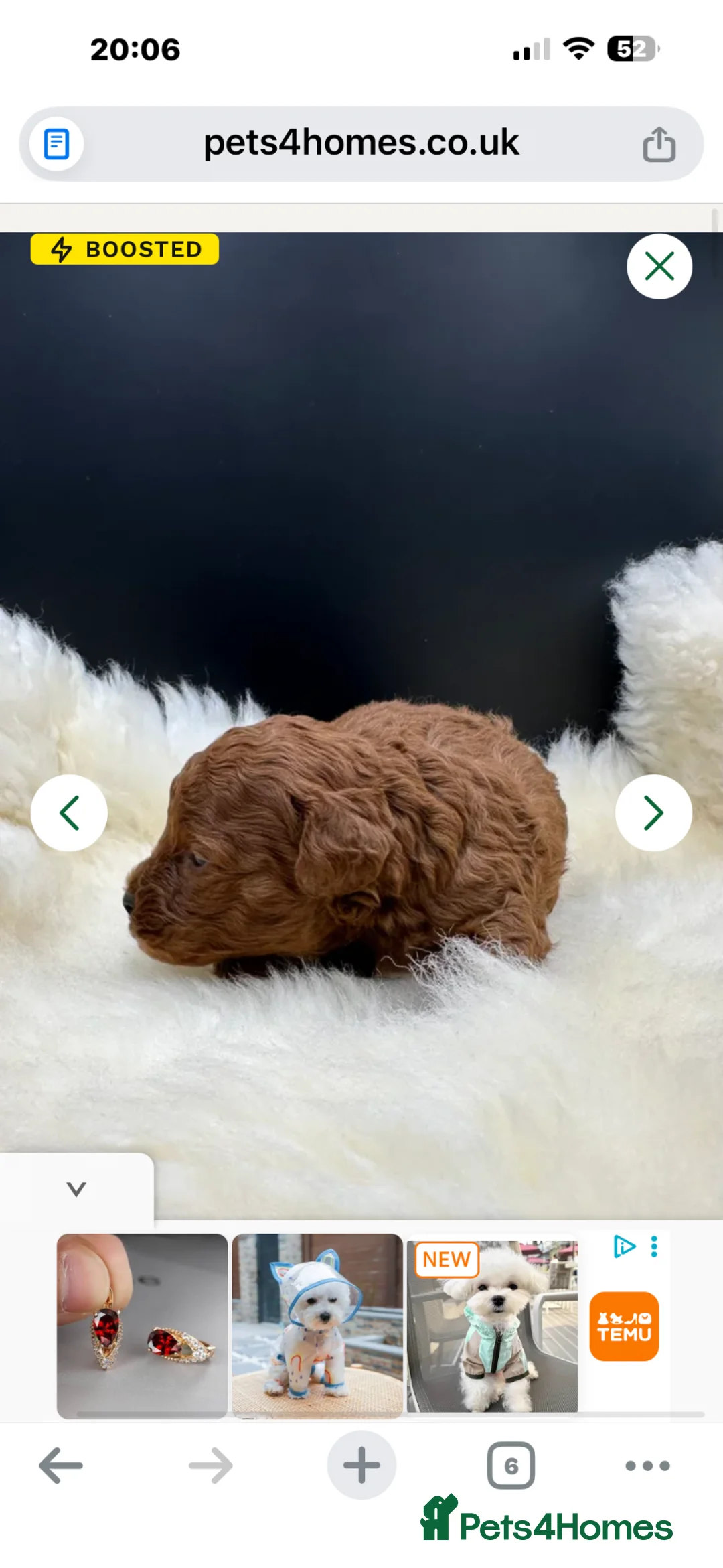 Toy Poodle dogs for sale: Teddy face Asian girl  - Advert 8