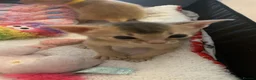 Abyssinian cats for sale: Abyssinian Kittens 🐾 - Advert 6