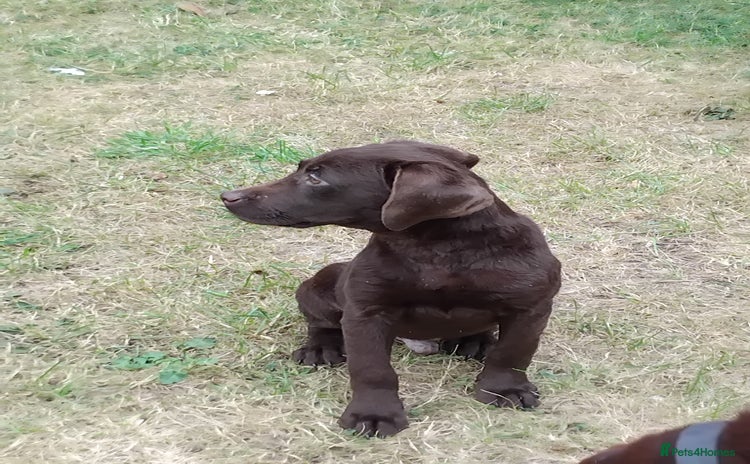 Labrador Retriever dogs - Advert 16