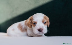 Cocker Spaniel dogs for sale: ✨ Showline Cocker Spaniel puppies for sale ✨ - Image 6