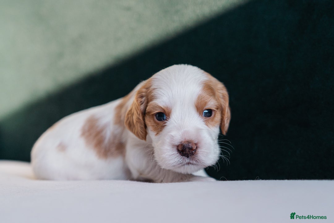 Cocker Spaniel dogs for sale: ✨ Showline Cocker Spaniel puppies for sale ✨ - Image 6