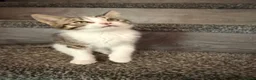 Mixed Breed cats for sale: Beautiful kittens - Advert 3