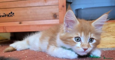 Maine Coon cats - Advert 11