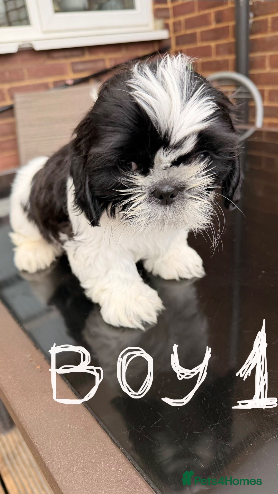 Shih Tzu dogs Puppy Shih tzu  - Advert 2