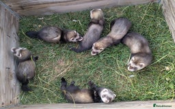 Ferret rodents for sale: Bady ferrets  - Image 3