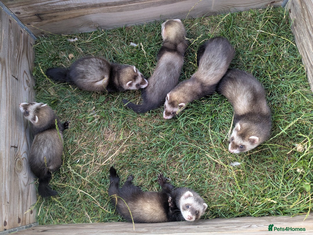 Ferret rodents for sale: Bady ferrets  - Image 3
